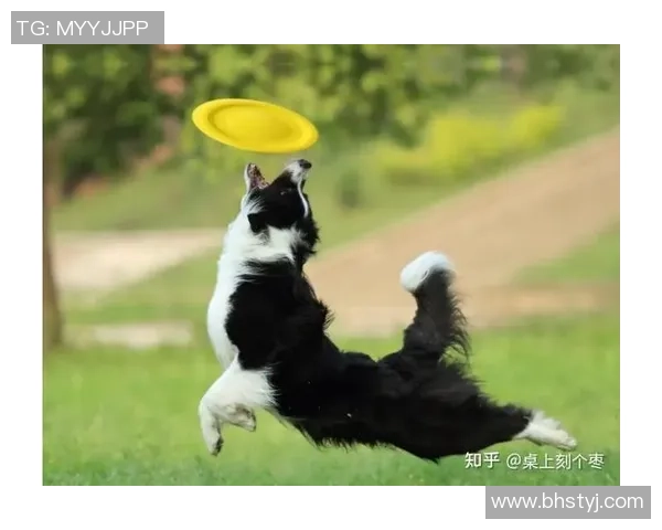 从零基础到飞盘高手全面指南助你掌握飞盘技巧与力量训练秘诀 从零基础到飞盘高手全面指南助你掌握飞盘技巧与力量训练秘诀