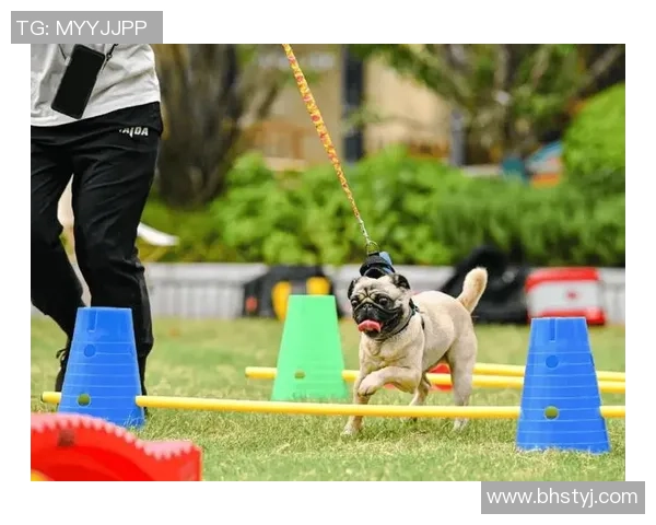 狗狗足球打气的快乐时光与萌宠互动的趣味体验 狗狗足球打气的快乐时光与萌宠互动的趣味体验